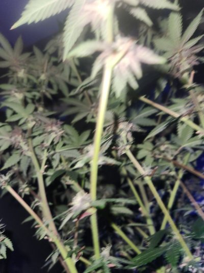 HELP! New to grew. MUCH APPRECIATED!