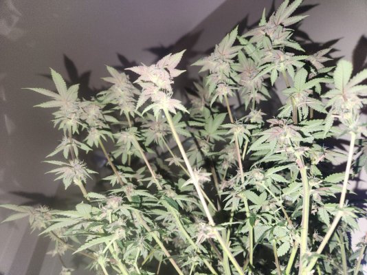 HELP! New to grew. MUCH APPRECIATED!