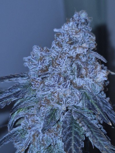 Let's See Your Frostiest Flowers