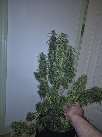 Acapulco Gold/ Mass Medical/ 2 phenos /very sharp lemon heads/ pledge/wood 13.8 wks.