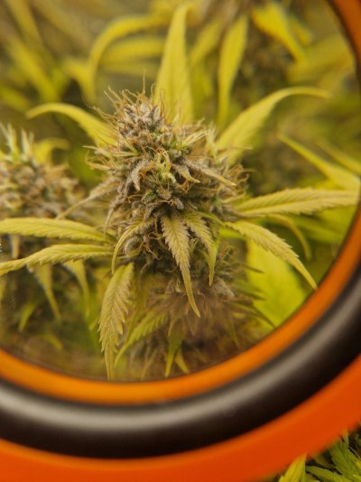 are-my-plants-ready-to-harvest-2.jpg