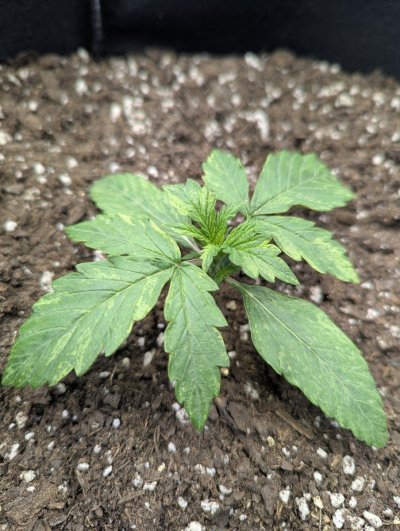 Seedlings with discoloration less than 2 weeks old