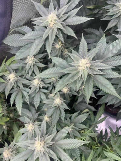 IMG_1085.jpeg