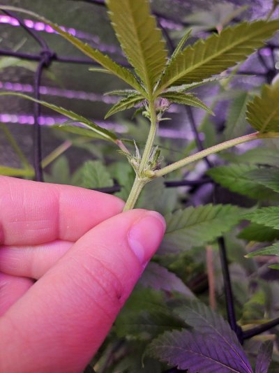 Determining Sex of Cannabis Plant