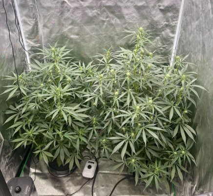 Bottom Fed Autos