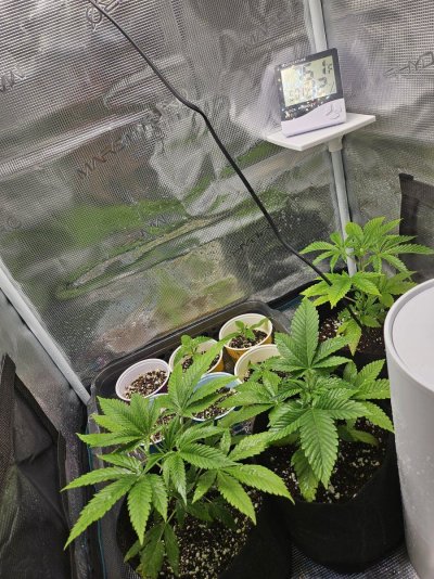 New Growers