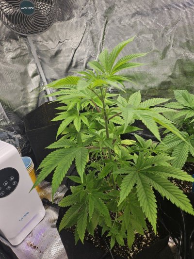 New Growers