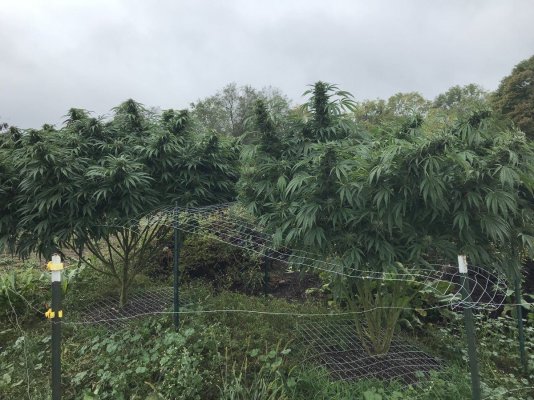 Anybody want a roommate? Outdoor grower. Ohio or virginias? Anywhere?