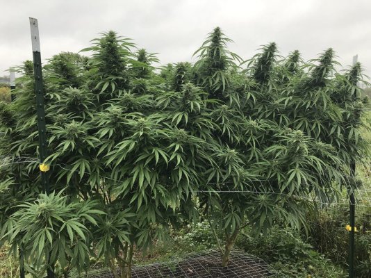 Anybody want a roommate? Outdoor grower. Ohio or virginias? Anywhere?