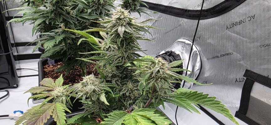Perpetual, permanent, perennial grow diary... 🙃