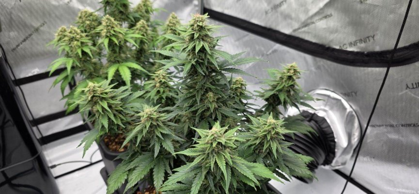 Perpetual, permanent, perennial grow diary... 🙃
