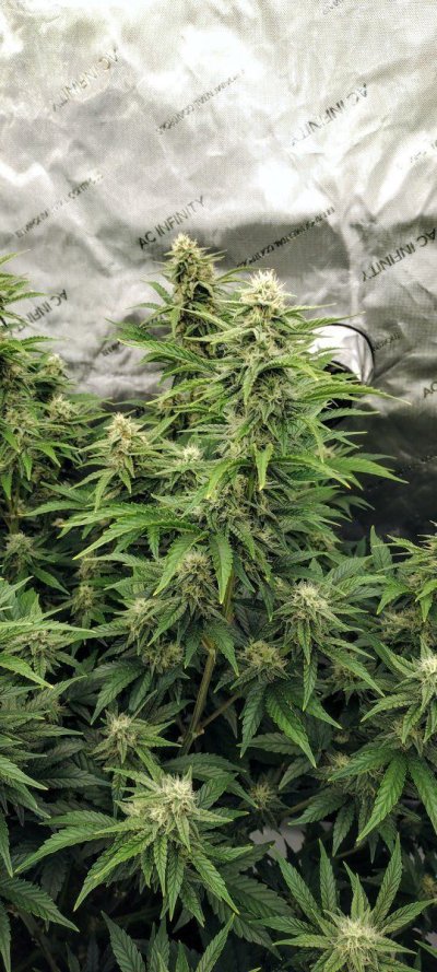 Bgsixxx's 4x2 spider farmer kit grow 1