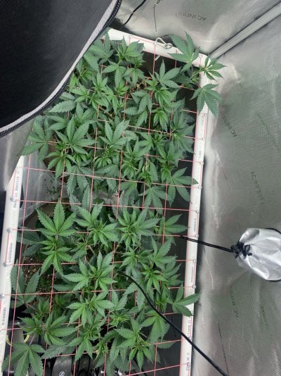 What do you think—have you tried living soil for cannabis? Do you PH your water in a living soil? Why or why not?