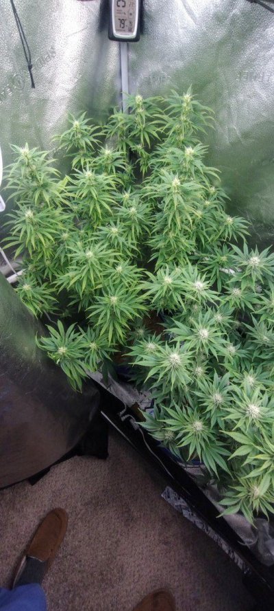 Bgsixxx's 4x2 spider farmer kit grow 1