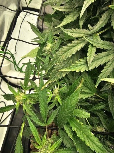First grow ever and went hydro in my sleeping quarters