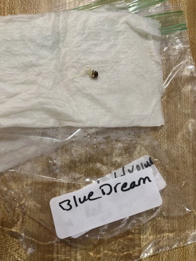 Blue Dream and Monica Lewinsky LED