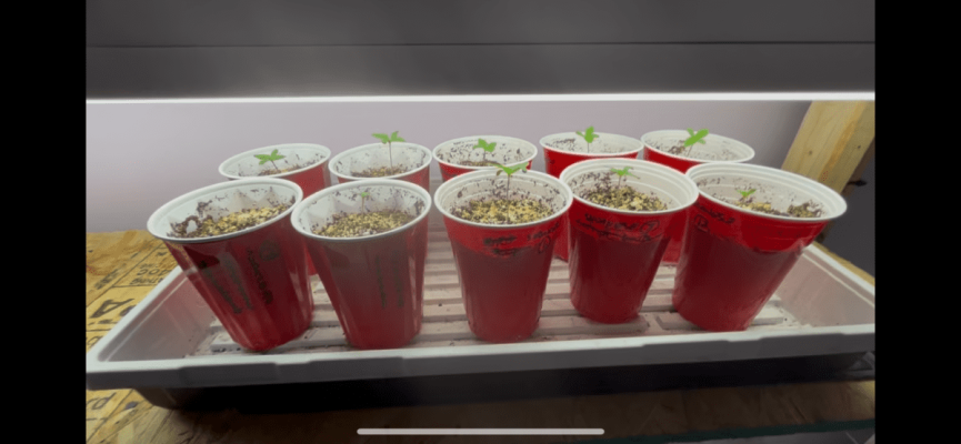 Sudanese landrace indoor organic grow from TRSC