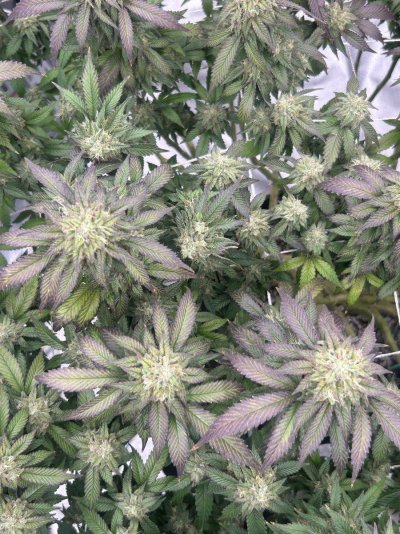 First time grower. But look what I did?..