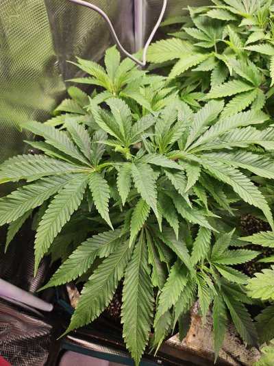 Our other 3 plants in veg state.