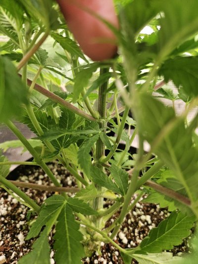 Our other 3 plants in veg state.