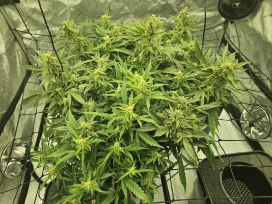 First grow ever and went hydro in my sleeping quarters