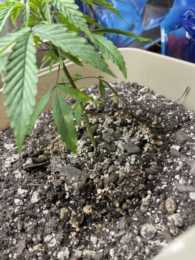Yellow spots appeared on leaves since yesterday!!