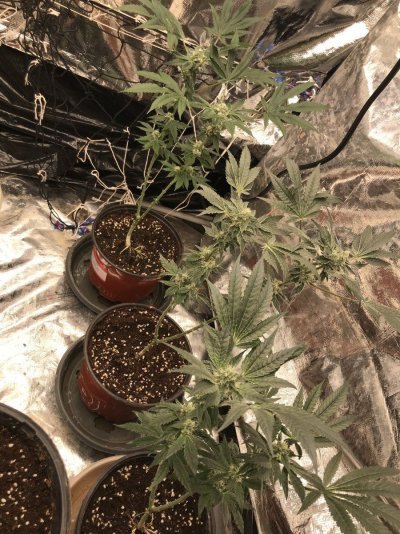basement-farmer-20-grow-diary-a.jpeg