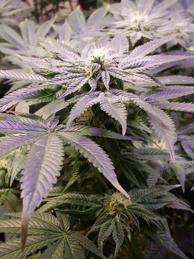 Buds otw second week of flower