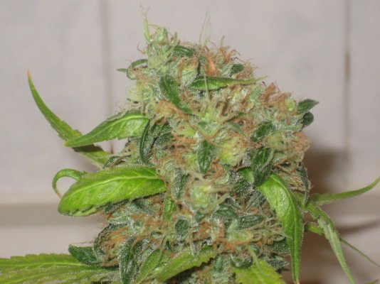 tw day68f a.JPG