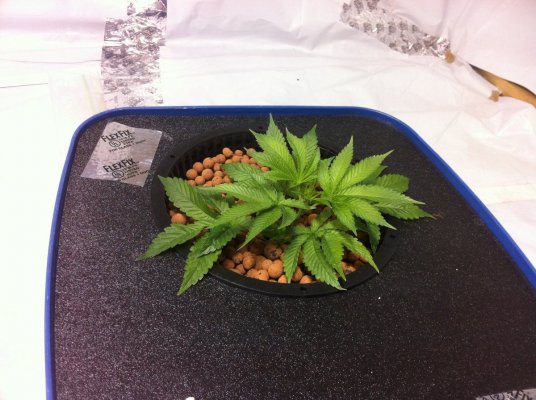 The QB does the Bubba x OG