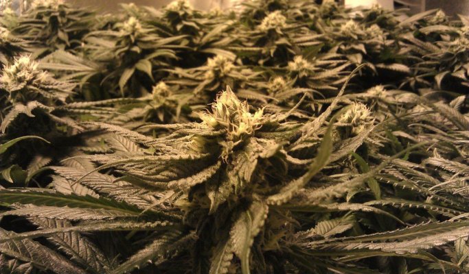 day 38 nice bud.jpg