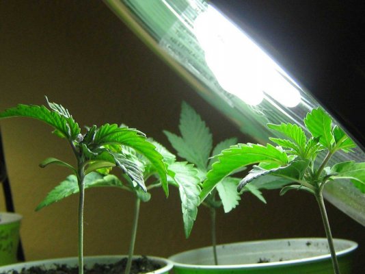 seedlings11_25.jpg