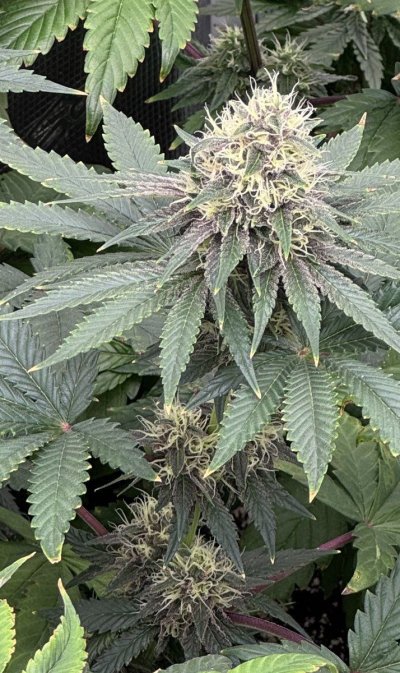 Phlizon FD4500 Grow and Show
