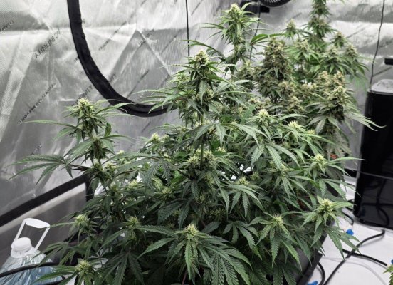 Perpetual, permanent, perennial grow diary... 🙃
