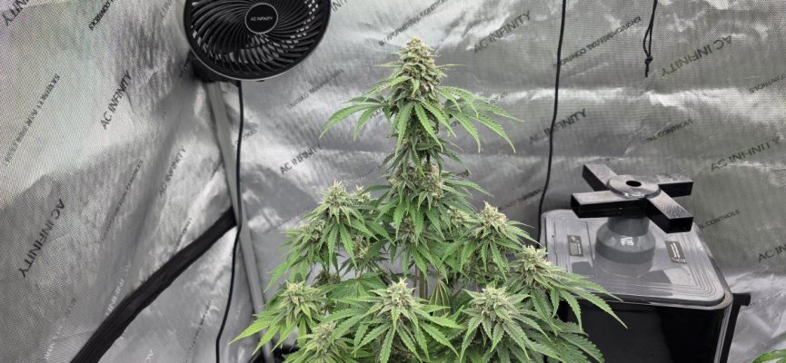 Perpetual, permanent, perennial grow diary... 🙃