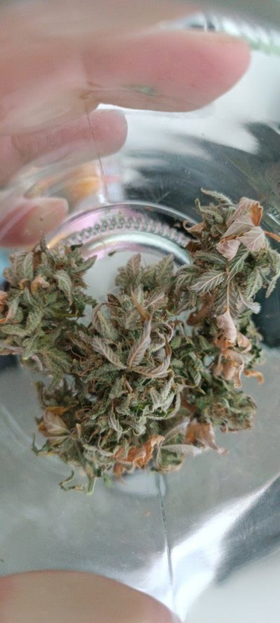 Is this just a messed up dry?