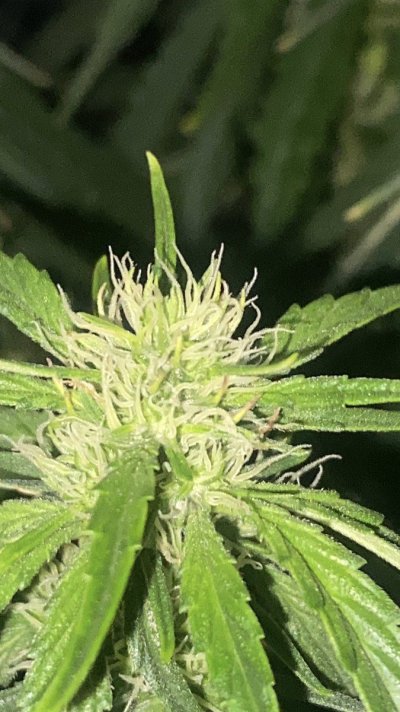Growing Organic Bud in Two Tents Running The Same Exhaust