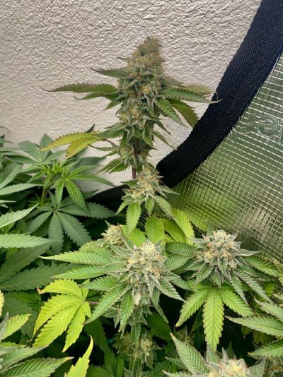IMG_1372.jpeg