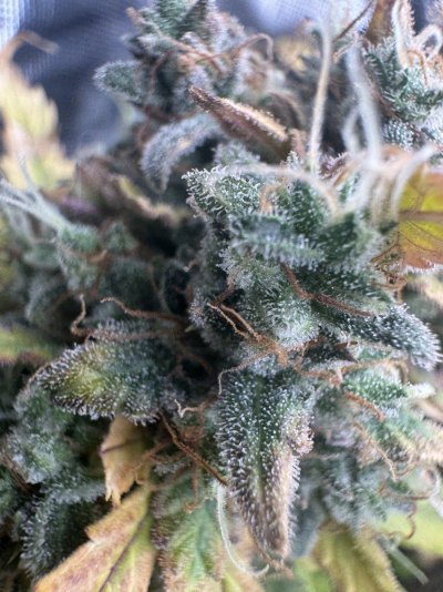 auto-flower-16-weeks-old-light-on-1212-but-trichomes-still-not-turning-brown-literally-at-all...jpeg