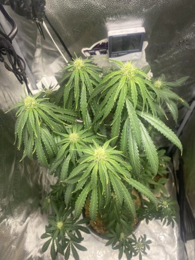 Growing Organic Bud in Two Tents Running The Same Exhaust