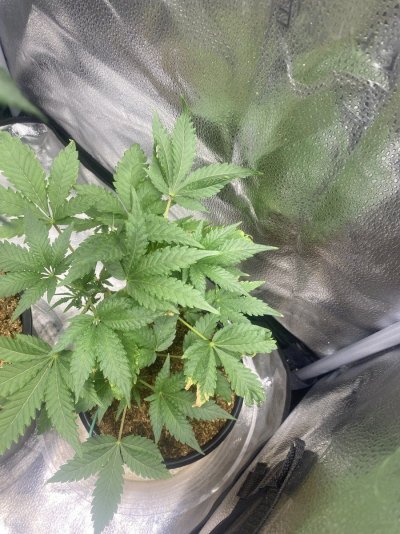 Growing Organic Bud in Two Tents Running The Same Exhaust