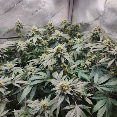 Tumble stumbles upon a Spider Farmer clip on fan.. Growing Blue Cheese, North Thunderfuck, Cali Blues, and Bruce Banner #2