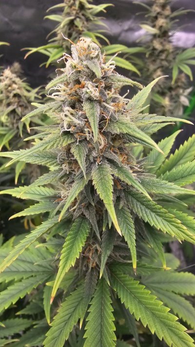 First grow help