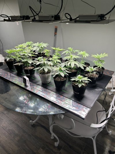 Hello has anyone used Purple cow indicanja soil for there grows ? I am getting ready to transplant these to there final 5 gallon grow bags