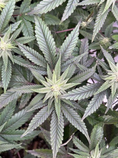 nitrogen-toxicity-during-5th-week-flower-3.jpeg