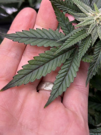 nitrogen-toxicity-during-5th-week-flower-6.jpeg