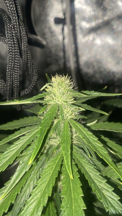 Growing Organic Bud in Two Tents Running The Same Exhaust