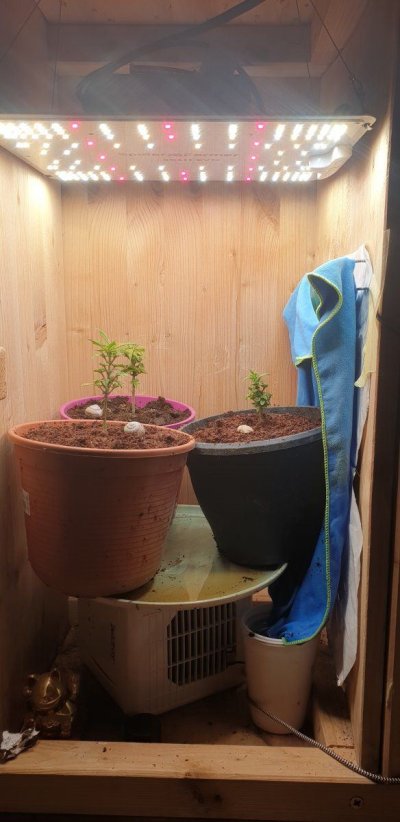 Greets from growbox: tiger nro 201