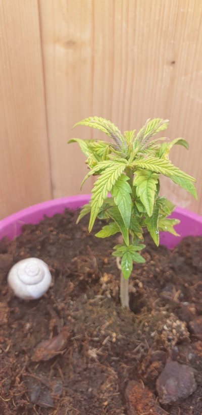 Greets from growbox: tiger nro 201
