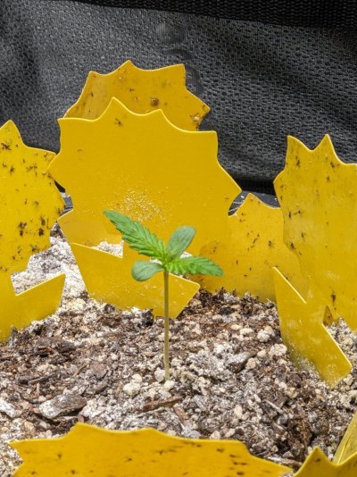 Afghani Autoflower from Growers Choice Seed Co.